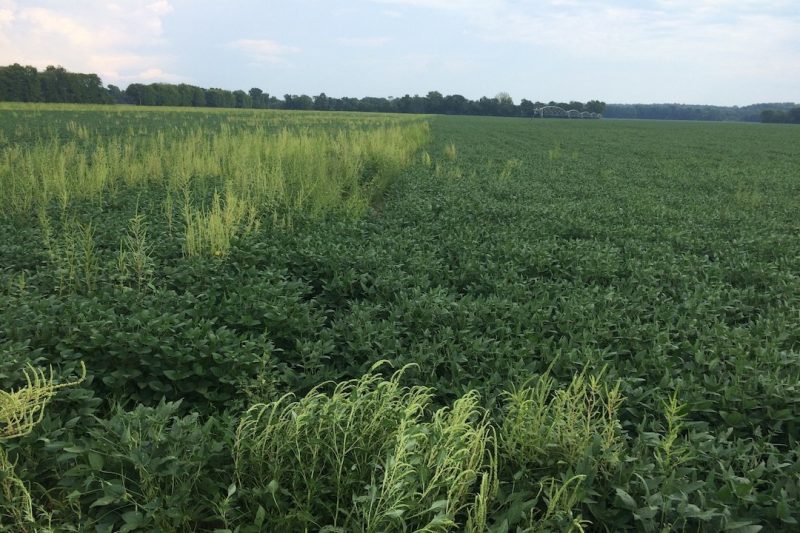 Mature pigweed in  a soybean field.