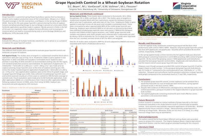 Poster describing herbicides to control grape hyacinth in double crop soybeans