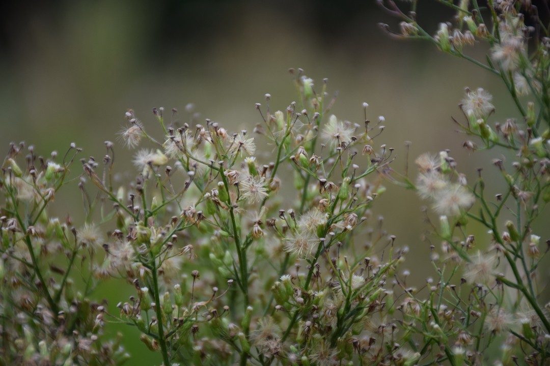 Close up photo of horseweed flowers in bloom.